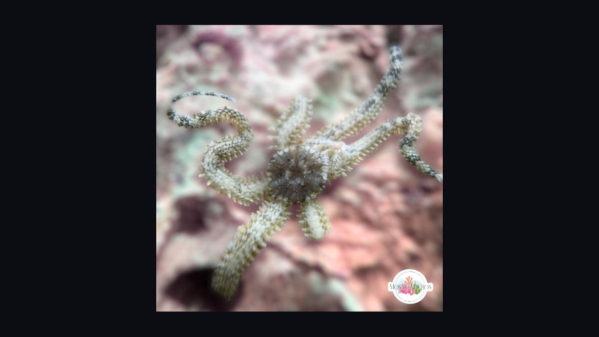 Top 10 Invertebrate Species for Cleaner Crews in Refugia in 2027 — figure 7