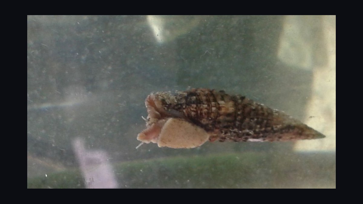 Top 10 Invertebrate Species for Cleaner Crews in Refugia in 2027 — figure 8