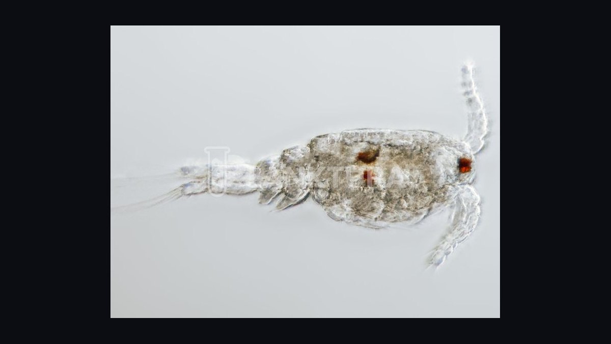 Top 10 Invertebrate Species for Cleaner Crews in Refugia in 2027