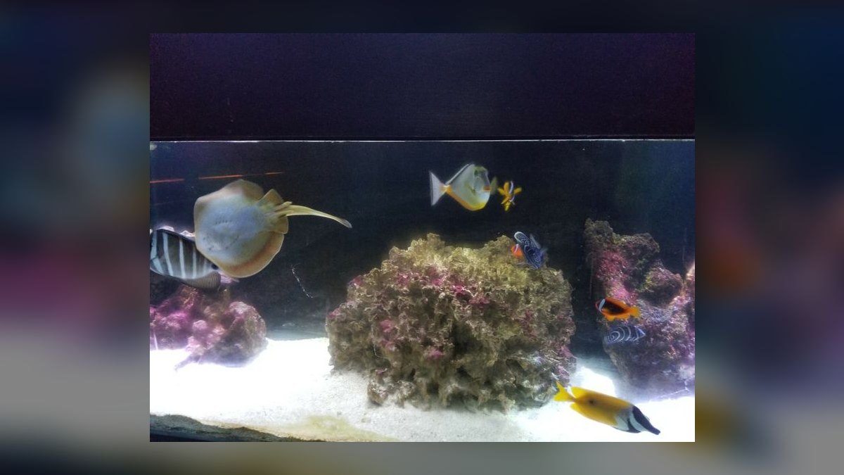 Top 10 Live Rock Types by Porosity and Curing for Saltwater Tanks in 2027 — figure 3