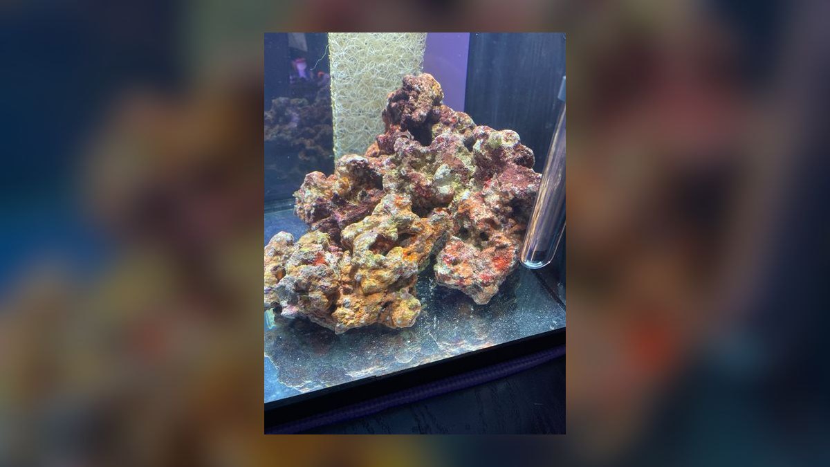Top 10 Live Rock Types by Porosity and Curing for Saltwater Tanks in 2027 — figure 7
