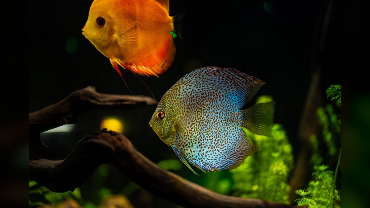 Top 10 Aquarium Chillers for Keeping Cool-Water Species — figure 2
