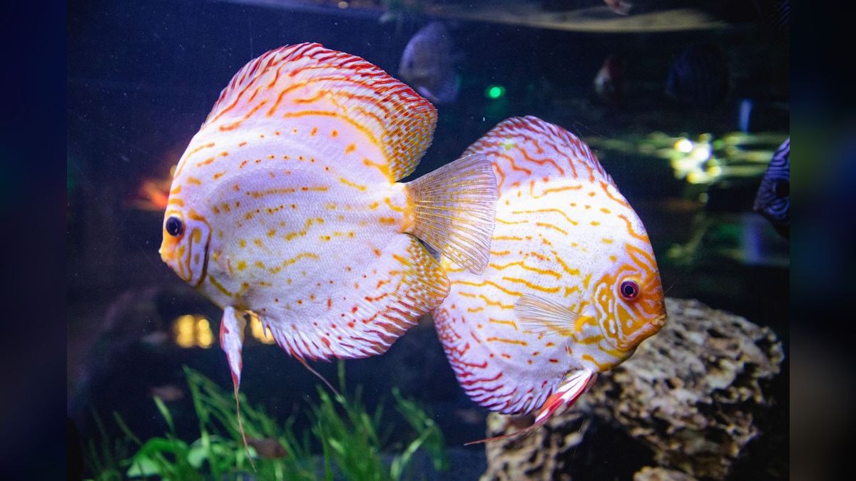 Top 10 Aquarium Chillers for Keeping Cool-Water Species — figure 3