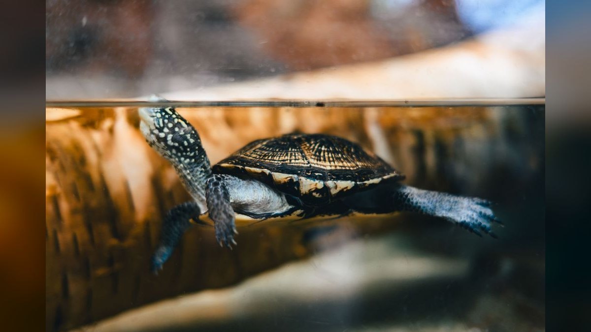 Top 10 Aquarium Chillers for Keeping Cool-Water Species — figure 4