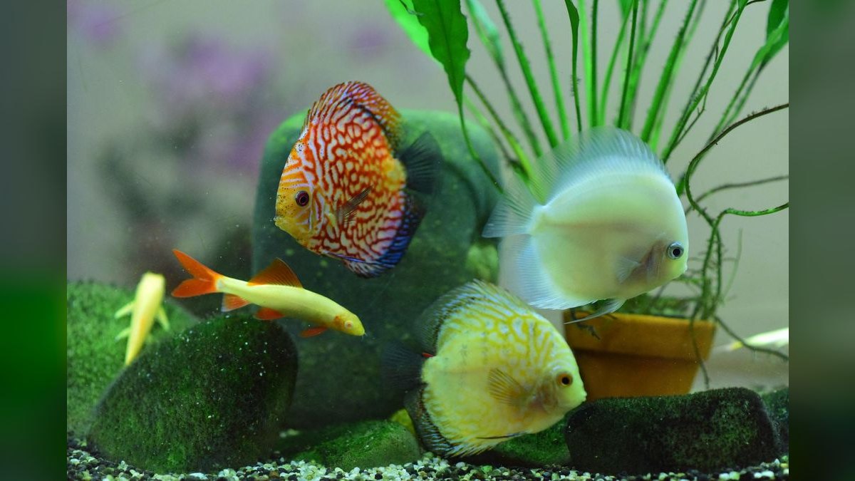 Top 10 Aquarium Chillers for Keeping Cool-Water Species — figure 5