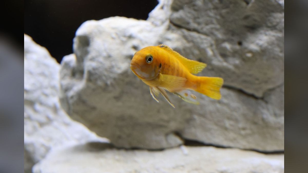 Top 10 Aquarium Chillers for Keeping Cool-Water Species in 2027