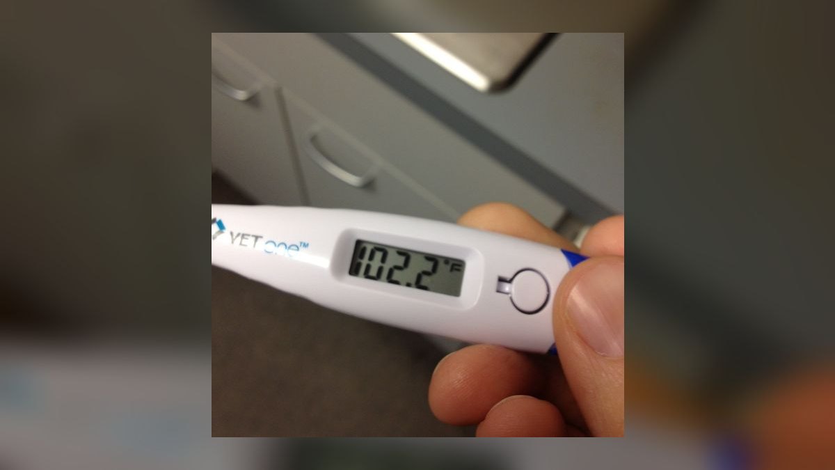 Top 10 Aquarium Thermometers for Accurate Temperature Readings — figure 4