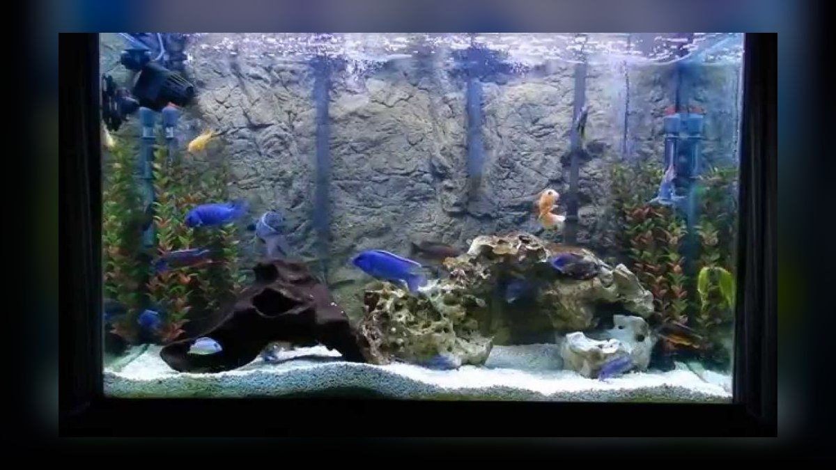 Top 10 Aquarium Backgrounds for 3D Rock Wall Effects in 2027 — figure 1