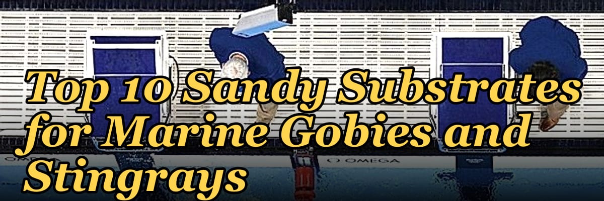 Top 10 Sandy Substrates for Marine Gobies and Stingrays