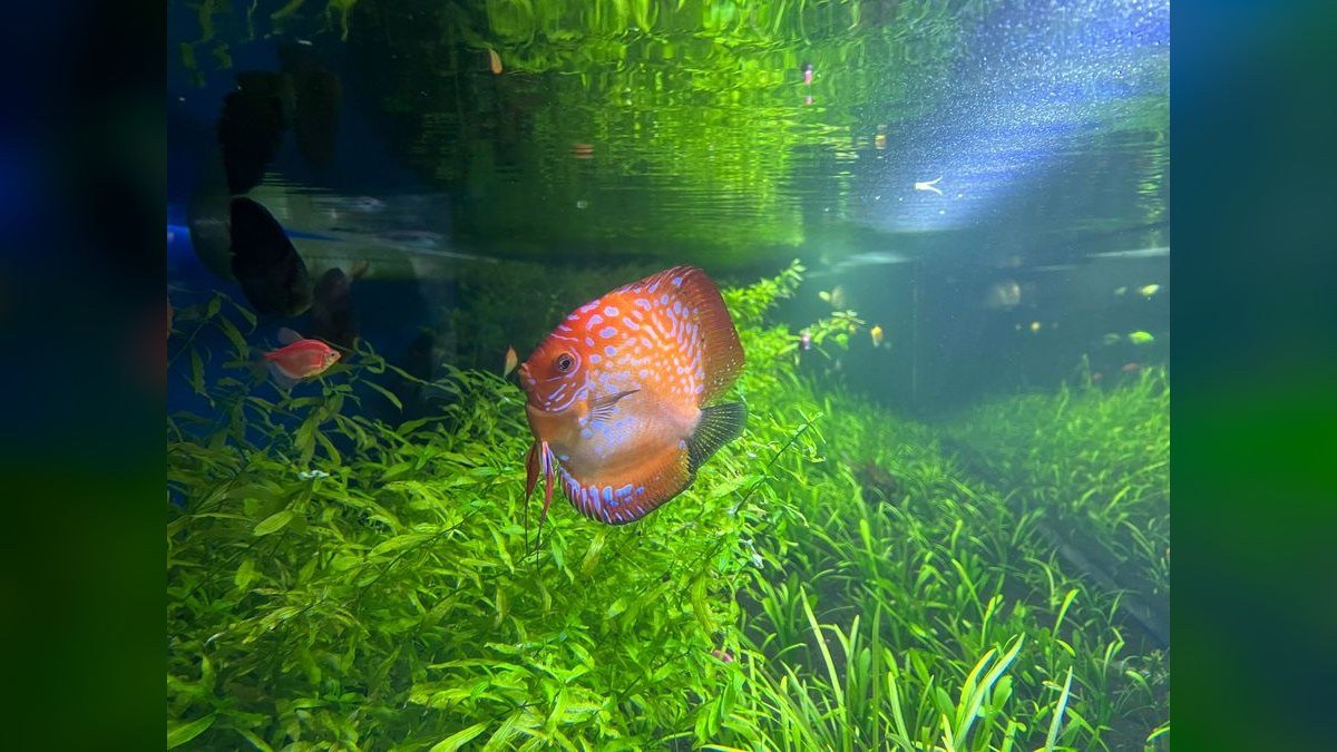 Top 10 Aquarium Plant Fertilizers with NPK for Root Feeders