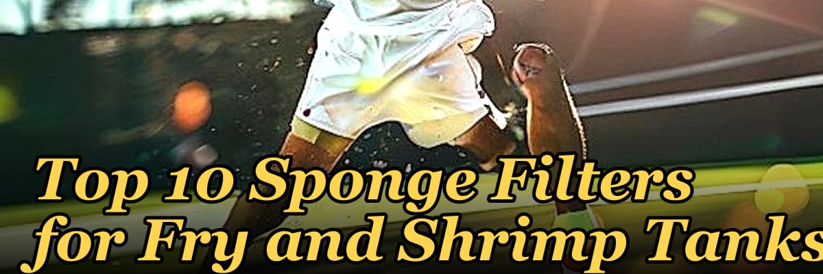 Top 10 Sponge Filters for Fry and Shrimp Tanks
