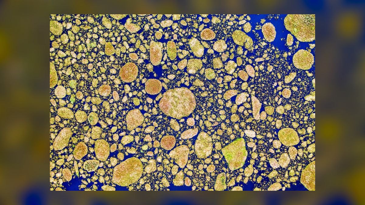 Top 10 Magnetic Algae Scrapers for Acrylic Aquariums in 2027 — figure 3