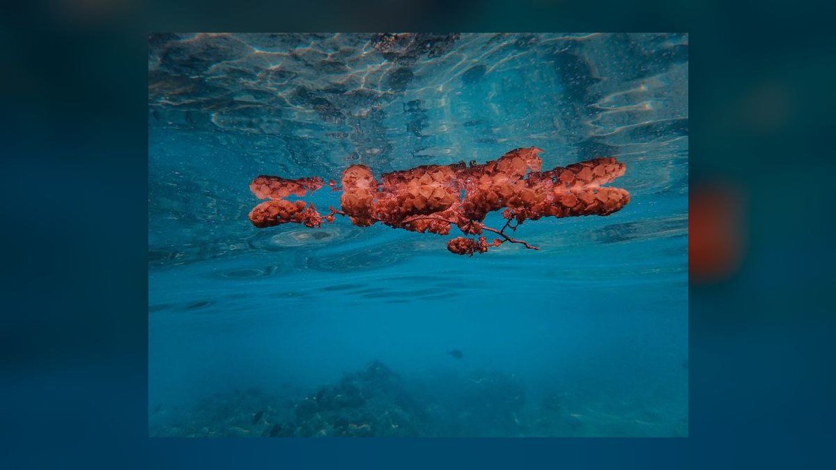 Top 10 Magnetic Algae Scrapers for Acrylic Aquariums in 2027 — figure 7