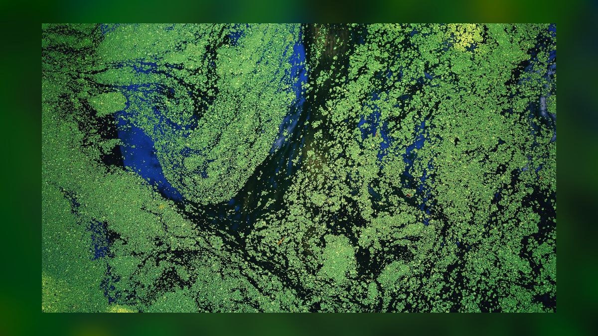 Top 10 Magnetic Algae Scrapers for Acrylic Aquariums in 2027 — figure 9