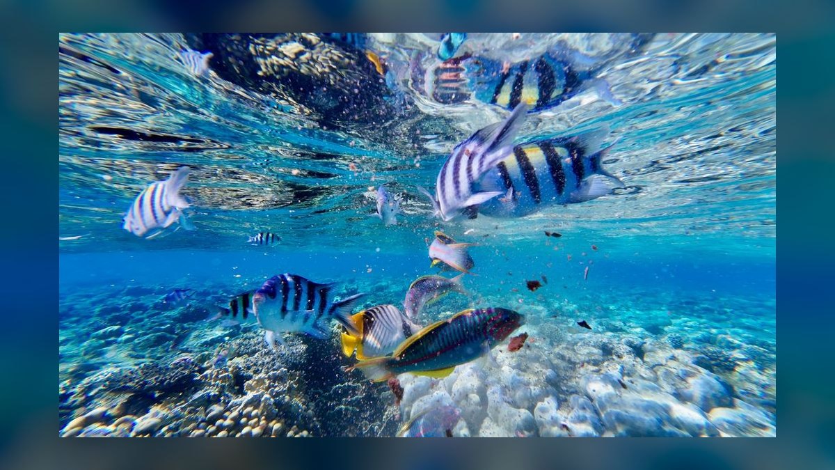 Top 10 Reef Sump Designs for Refugium Filtering in 2027 — figure 3