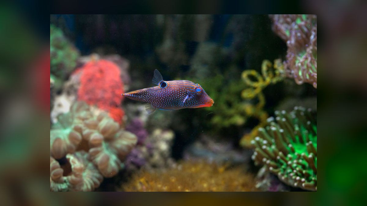 Top 10 Reef Sump Designs for Refugium Filtering in 2027 — figure 5