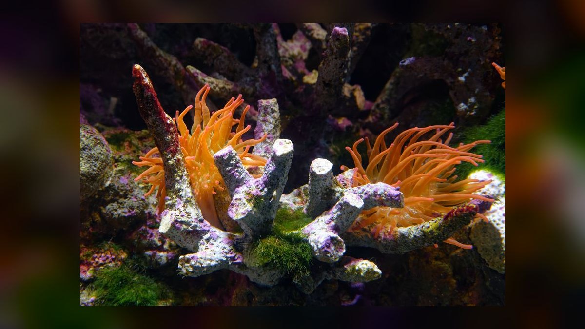 Top 10 Reef Sump Designs for Refugium Filtering in 2027 — figure 6