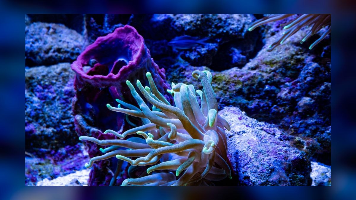 Top 10 Reef Sump Designs for Refugium Filtering in 2027 — figure 8