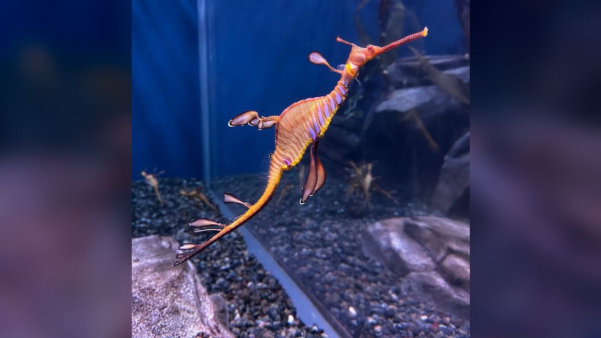 Top 10 Aquarium Vacuums for Gravel Cleaning Efficiency — figure 1