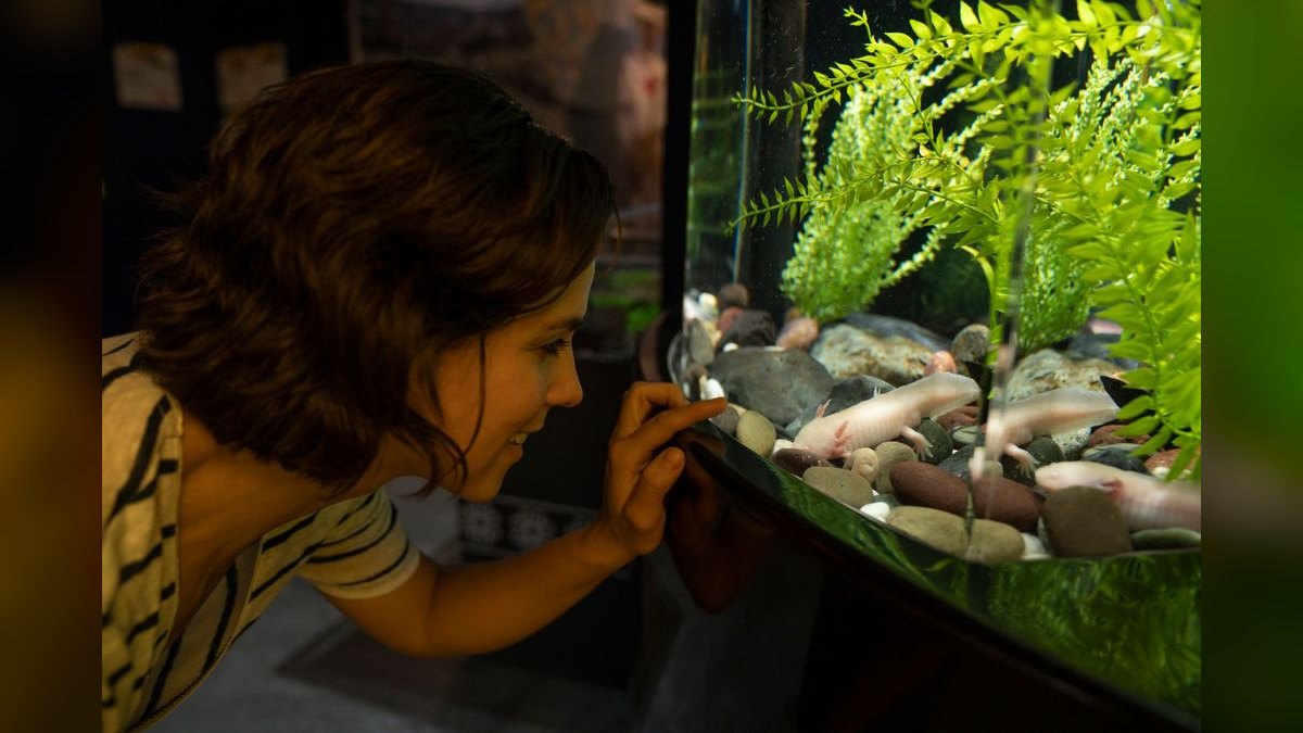 Top 10 Aquarium Glass Polishers for Scratch Removal — figure 1