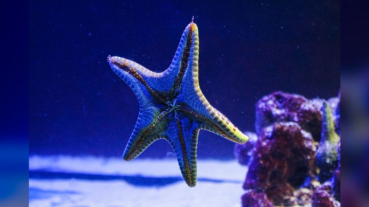 Top 10 Aquarium Glass Polishers for Scratch Removal — figure 4
