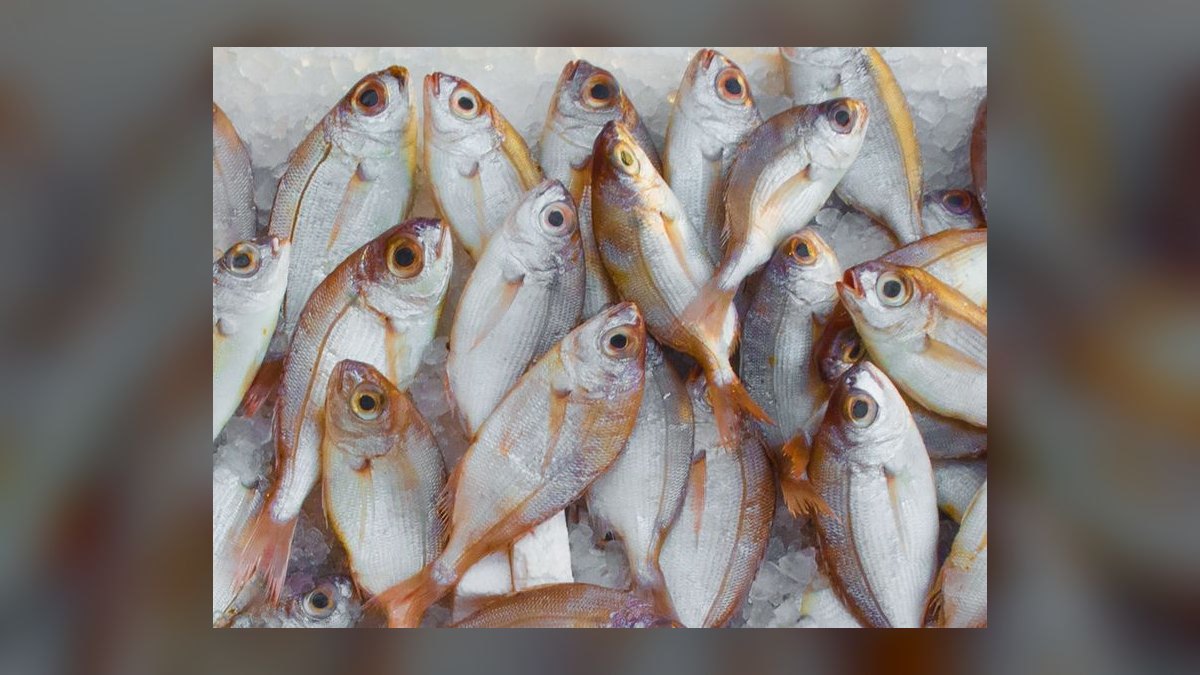 Top 10 Frozen Fish Foods for Omnivorous Marine Fish in 2027 — figure 10