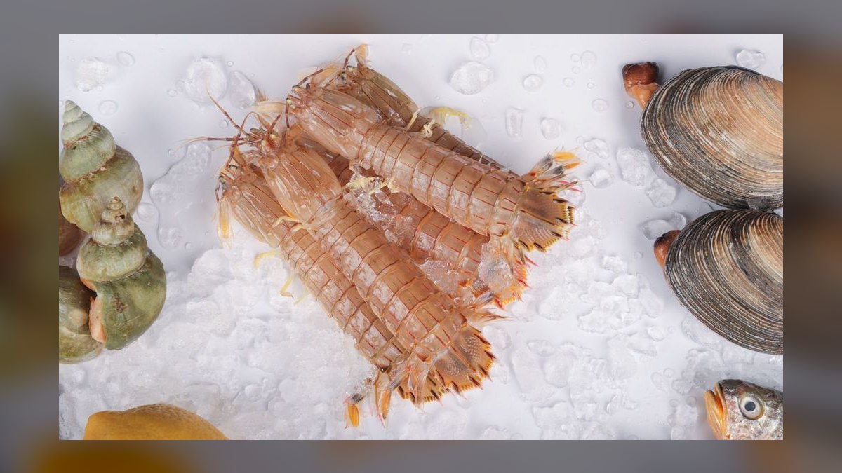 Top 10 Frozen Fish Foods for Omnivorous Marine Fish in 2027 — figure 5