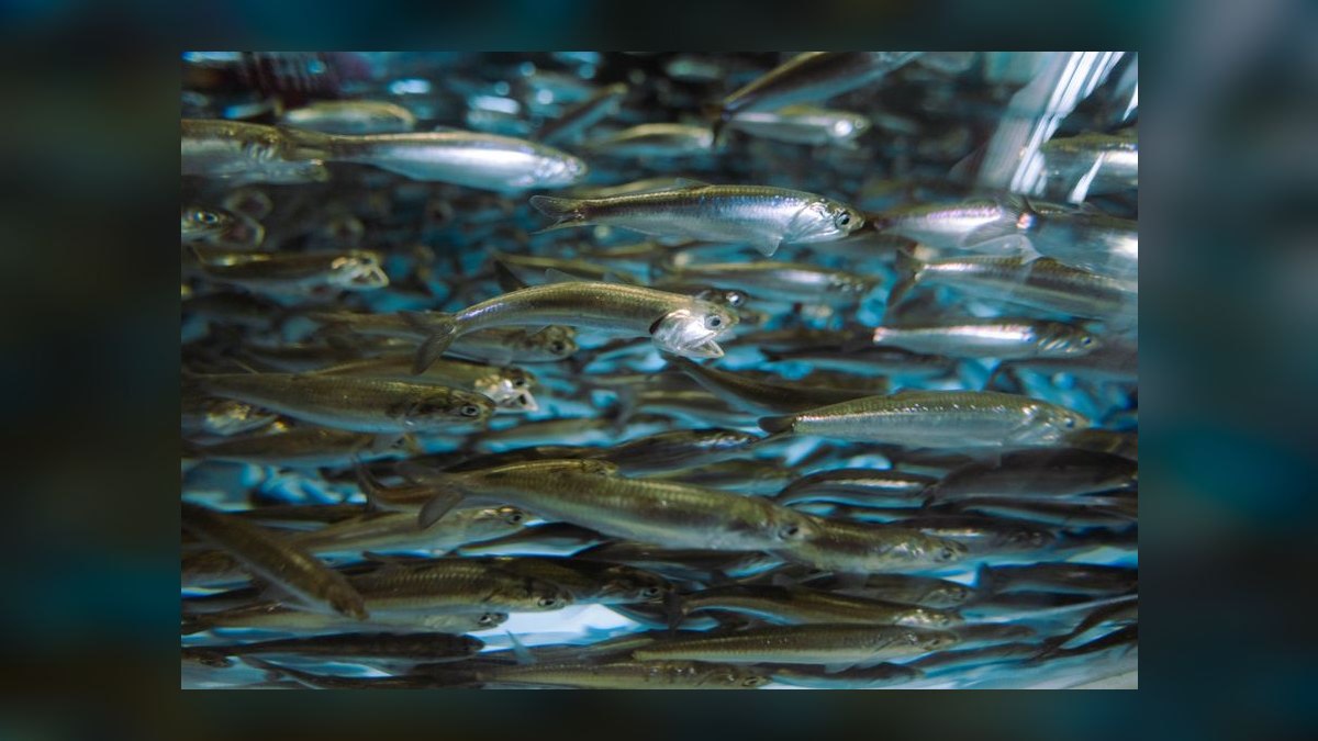 Top 10 Frozen Fish Foods for Omnivorous Marine Fish in 2027 — figure 9