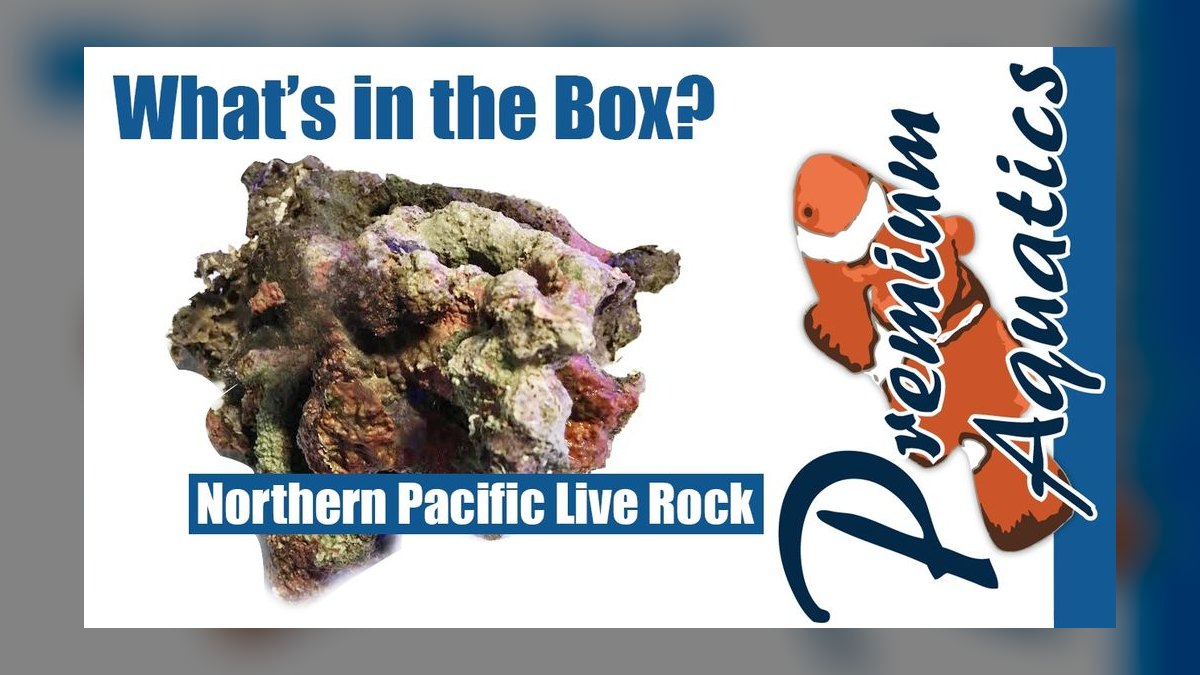 Top 10 Live Rock Sources for Cured Base Rock in 2027 — figure 8