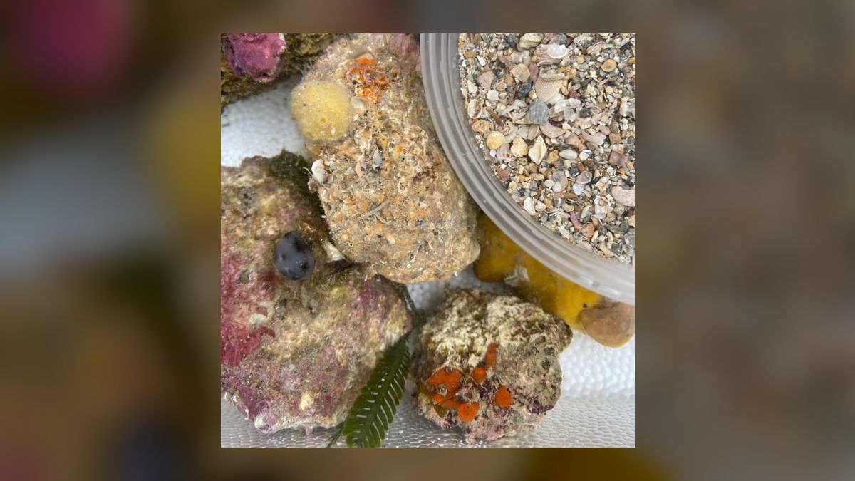 Top 10 Live Rock Sources for Cured Base Rock in 2027 — figure 9