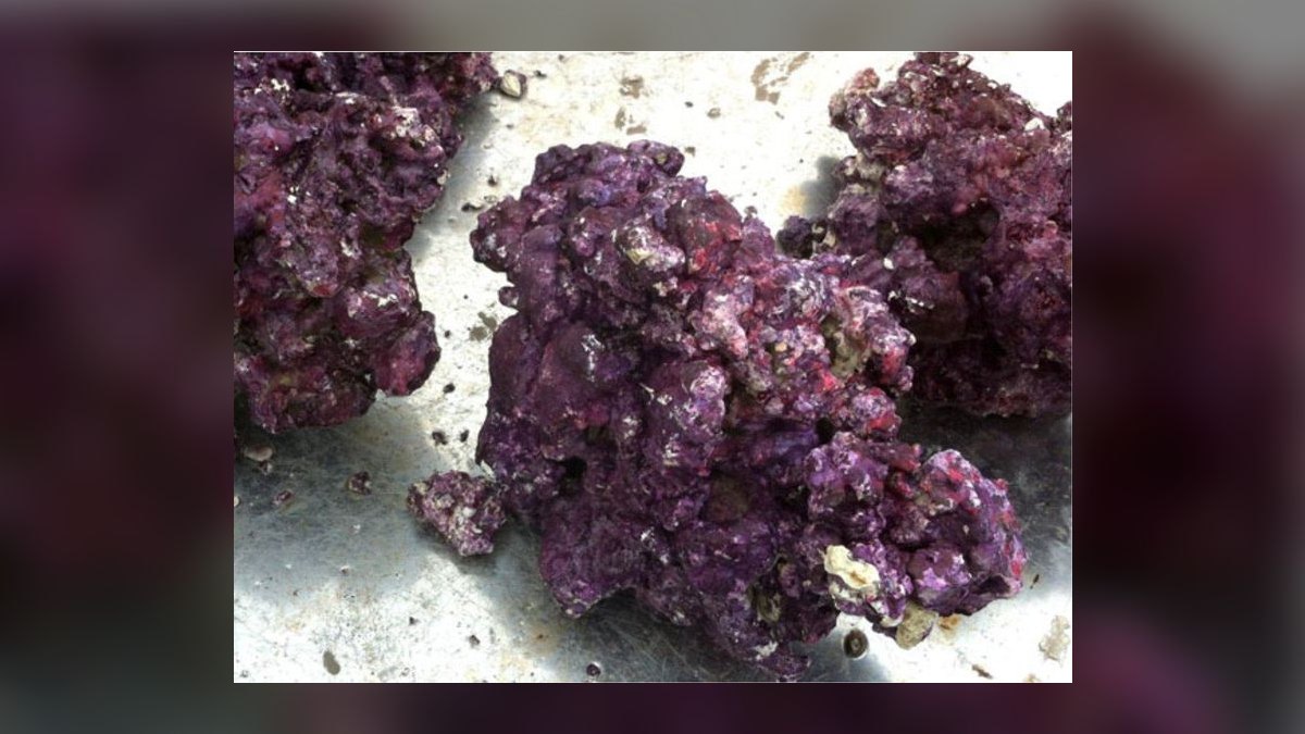 Top 10 Live Rock Sources for Cured Base Rock in 2027