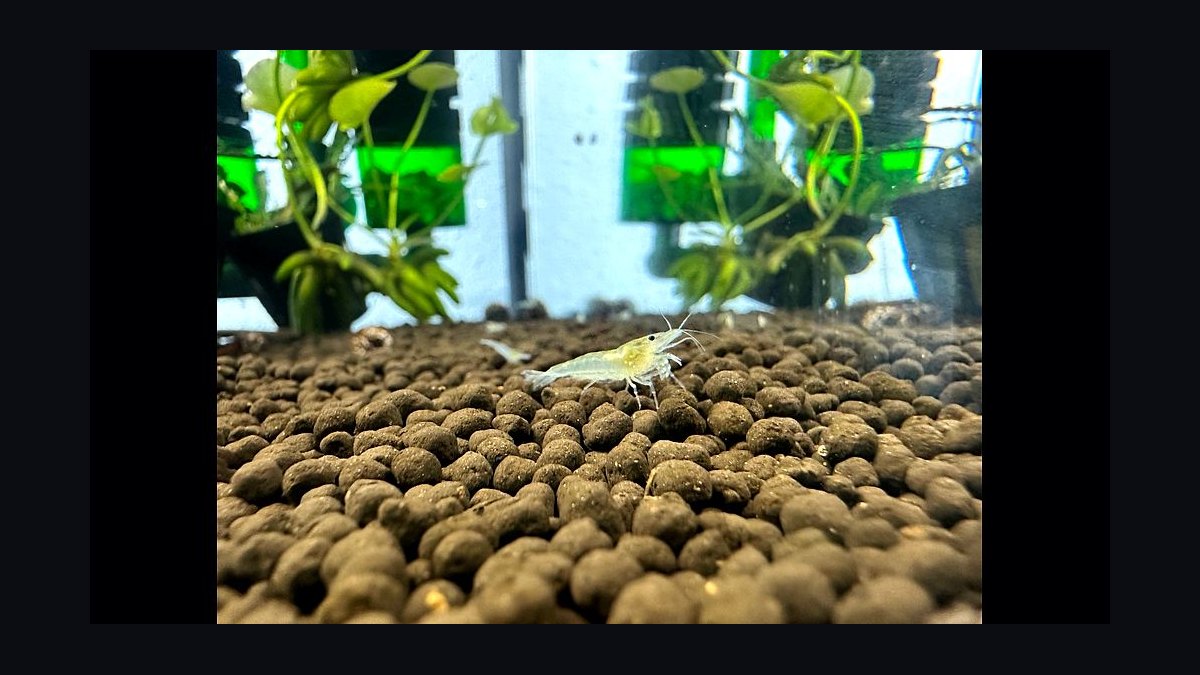 Top 10 Freshwater Shrimp Breeds for Coloration Patterns in 2027 — figure 10