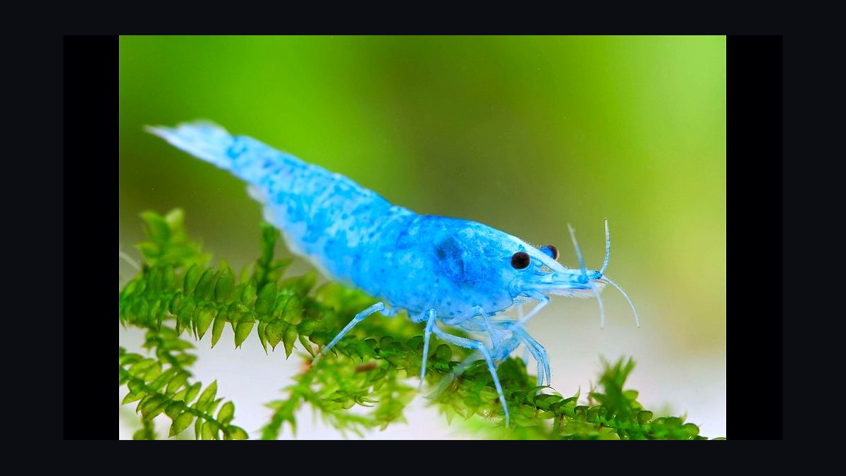 Top 10 Freshwater Shrimp Breeds for Coloration Patterns in 2027 — figure 2