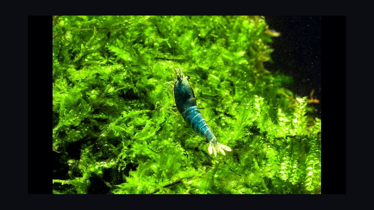 Top 10 Freshwater Shrimp Breeds for Coloration Patterns in 2027 — figure 4