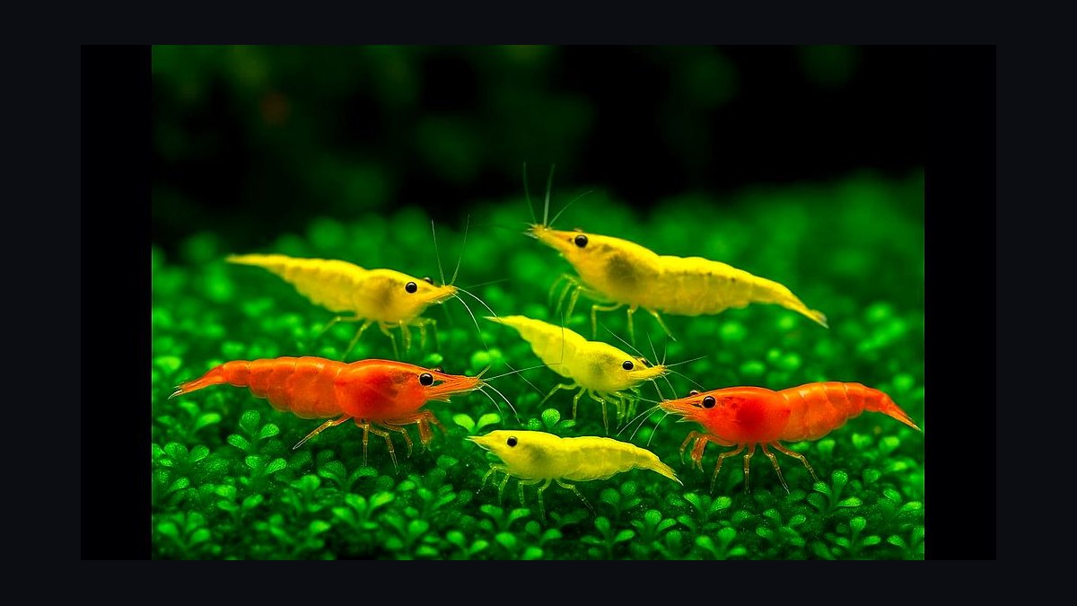 Top 10 Freshwater Shrimp Breeds for Coloration Patterns in 2027 — figure 5