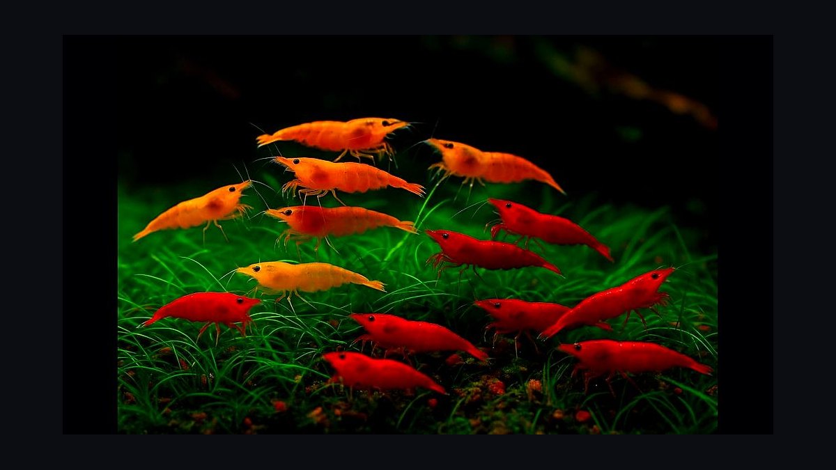 Top 10 Freshwater Shrimp Breeds for Coloration Patterns in 2027 — figure 6
