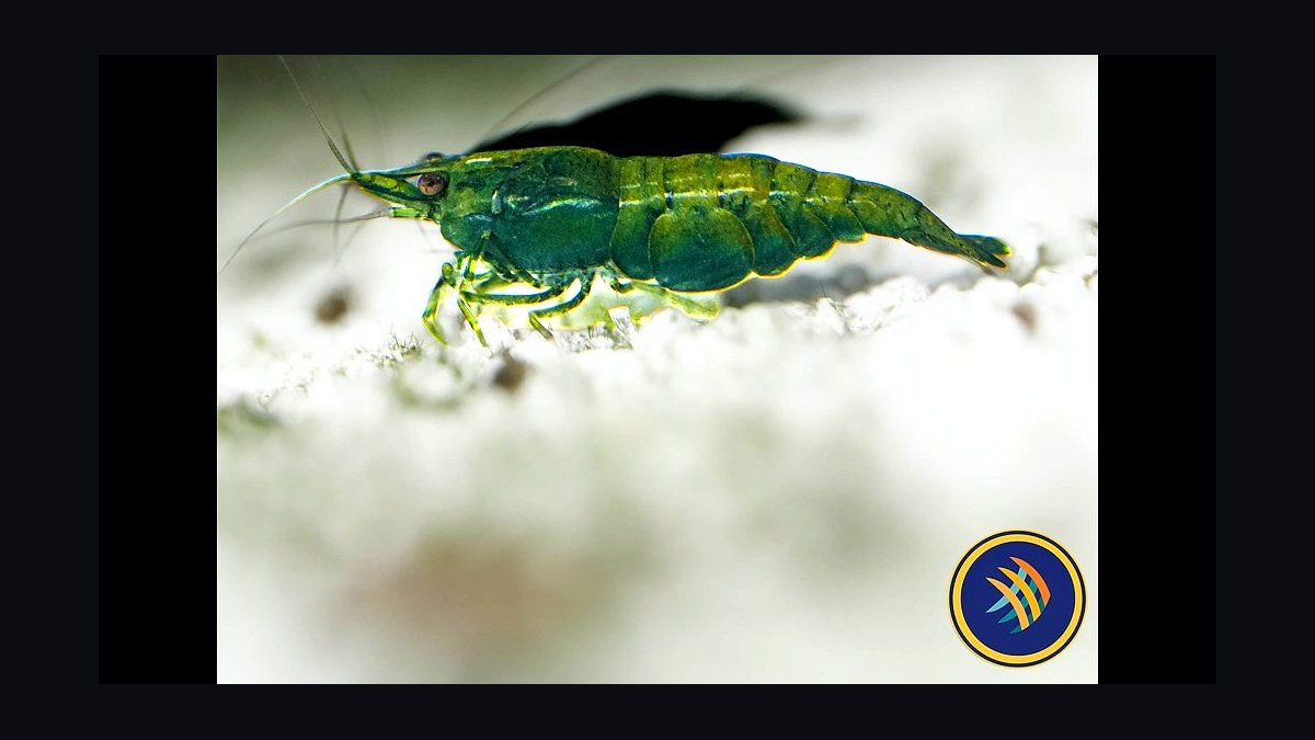 Top 10 Freshwater Shrimp Breeds for Coloration Patterns in 2027 — figure 7