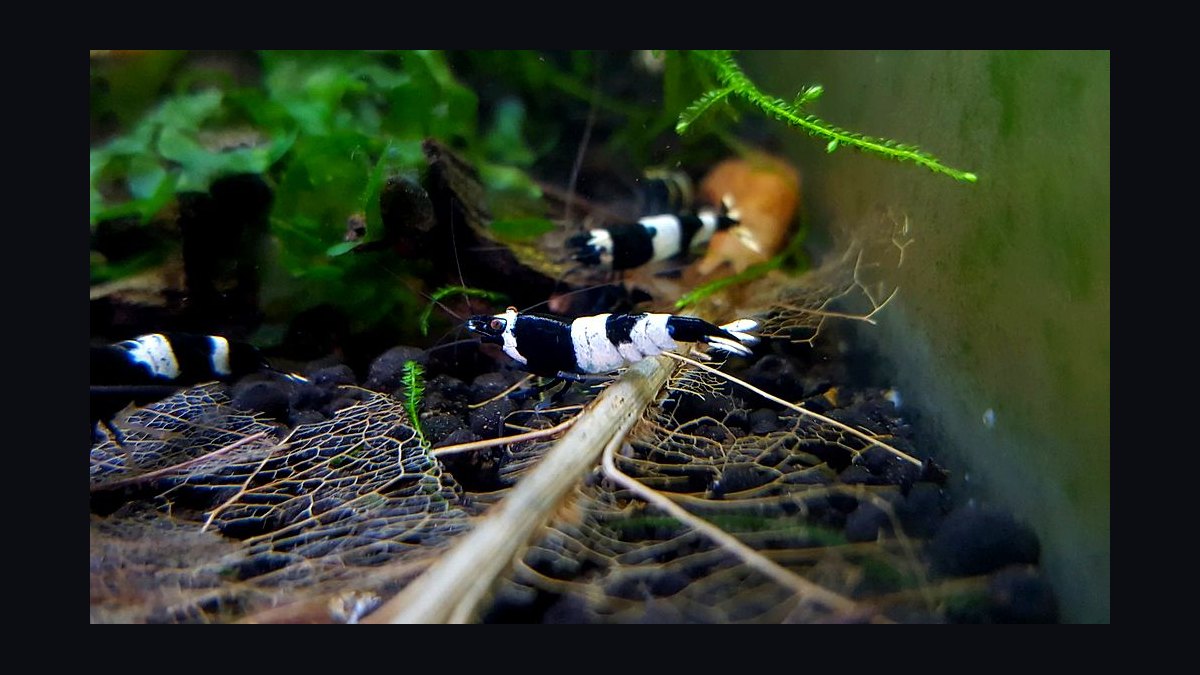 Top 10 Freshwater Shrimp Breeds for Coloration Patterns in 2027 — figure 8
