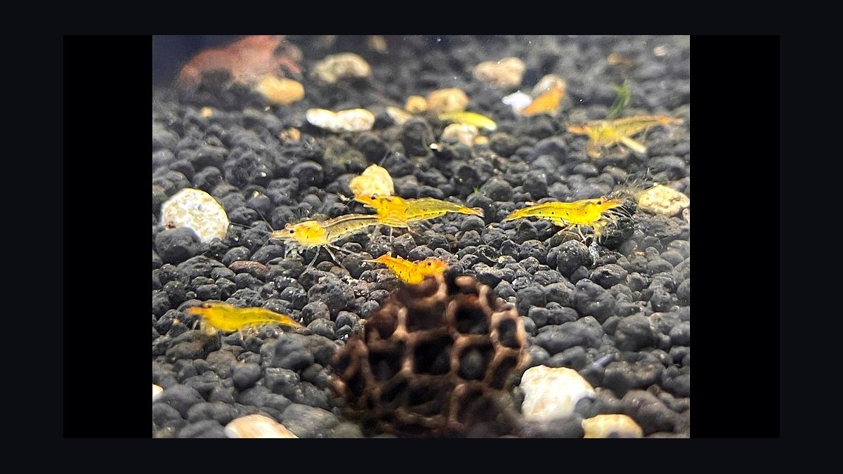 Top 10 Freshwater Shrimp Breeds for Coloration Patterns in 2027 — figure 9
