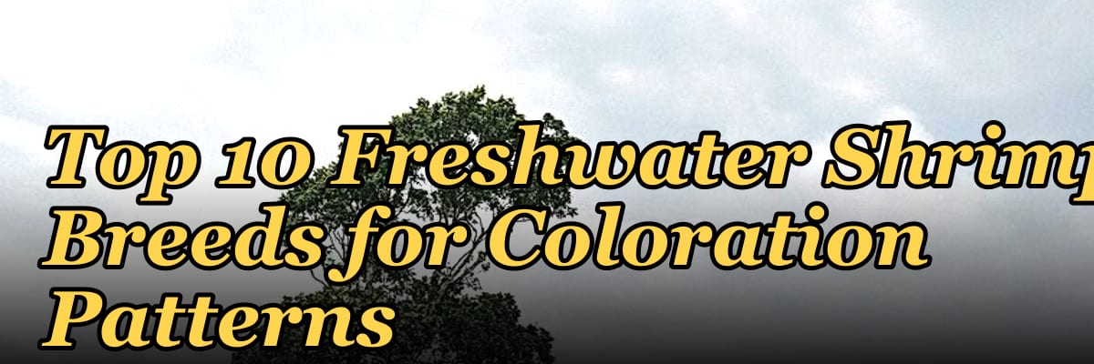 Top 10 Freshwater Shrimp Breeds for Coloration Patterns