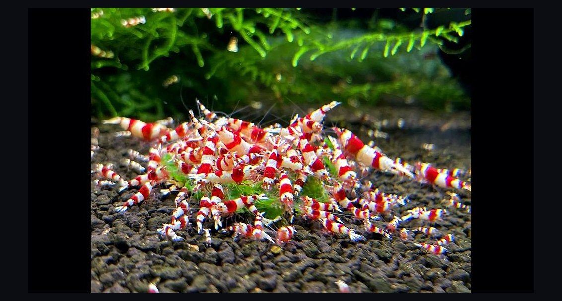 Top 10 Freshwater Shrimp Breeds for Coloration Patterns in 2027