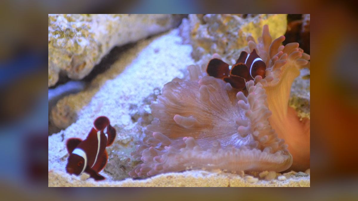 Top 10 Anemonefish Clownfish Pairings for Hosting Anemones in 2027 — figure 1