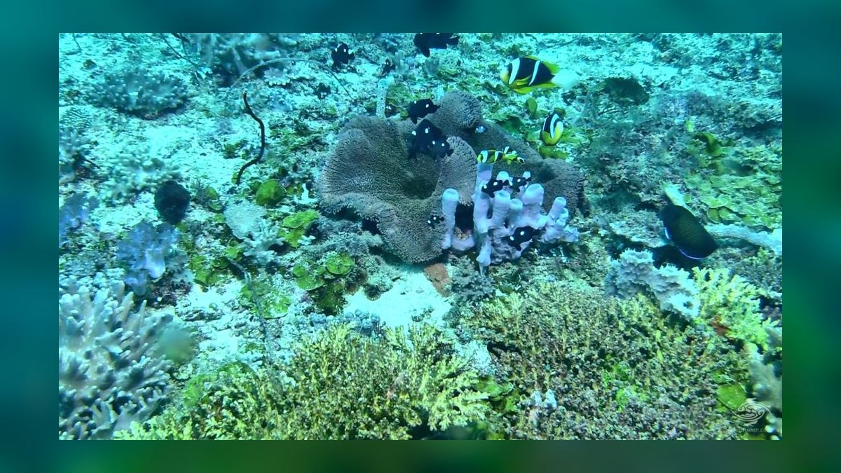Top 10 Anemonefish Clownfish Pairings for Hosting Anemones in 2027 — figure 10