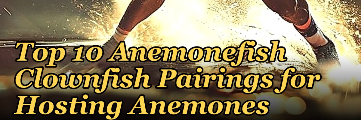 Top 10 Anemonefish Clownfish Pairings for Hosting Anemones