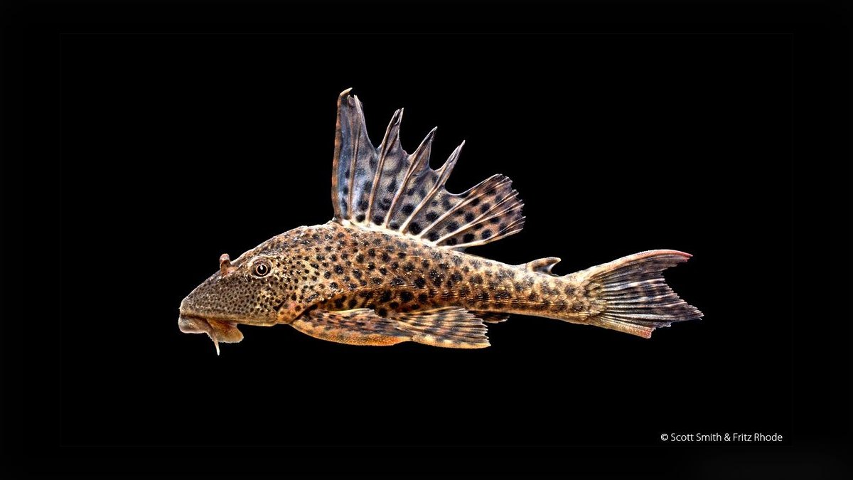 Top 10 Catfish Species for Bottom Cleaning in South American Biotopes in 2027 — figure 10