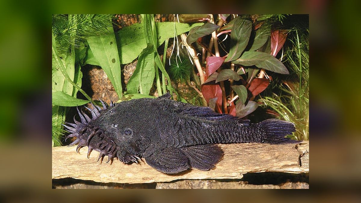 Top 10 Catfish Species for Bottom Cleaning in South American Biotopes in 2027 — figure 8