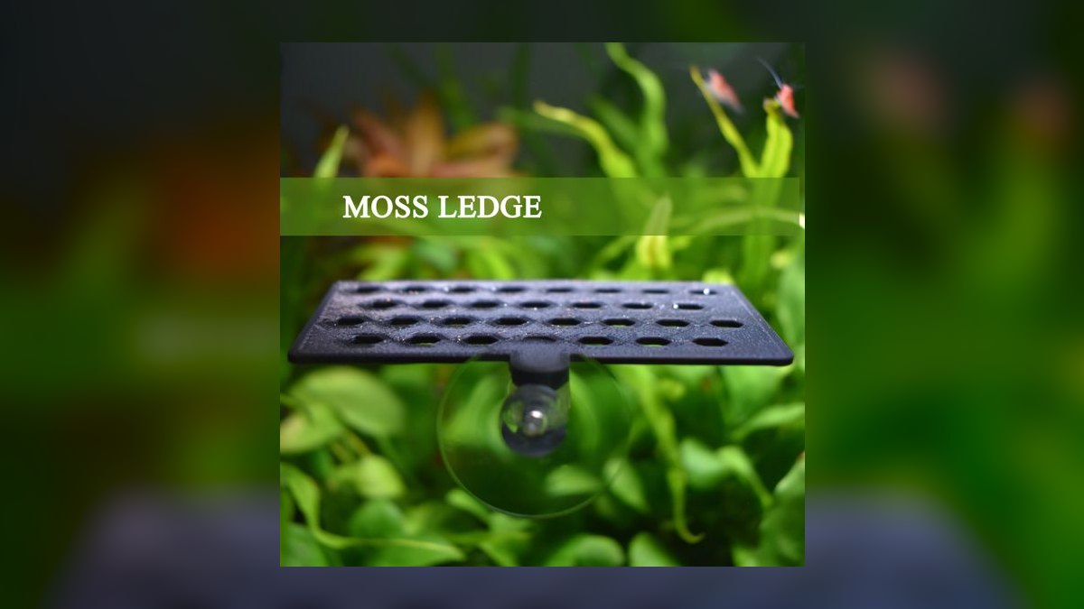Top 10 Aquarium Mosses for Carpeting in Low Light in 2027 — figure 10