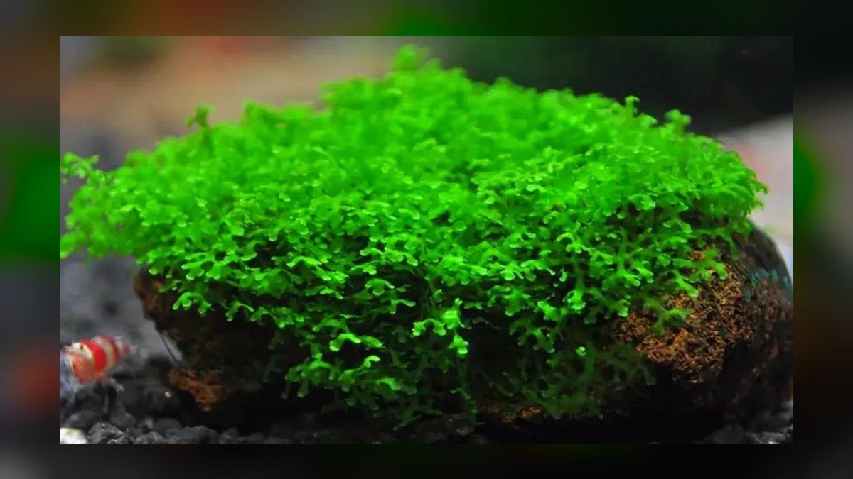 Top 10 Aquarium Mosses for Carpeting in Low Light in 2027 — figure 5
