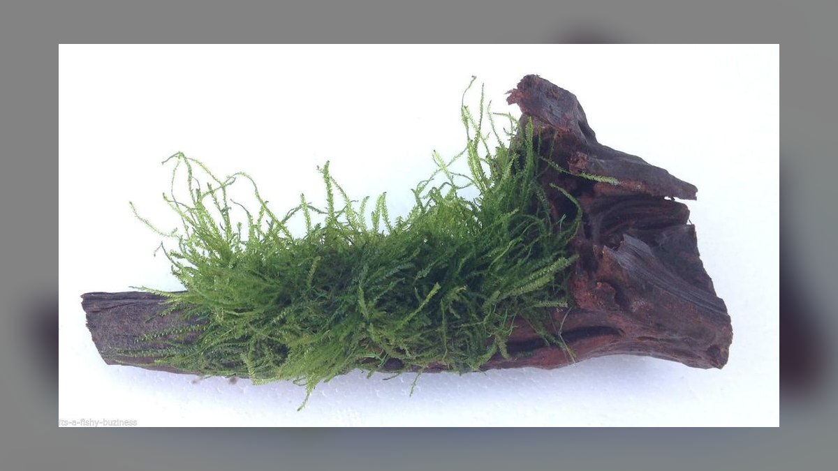 Top 10 Aquarium Mosses for Carpeting in Low Light in 2027 — figure 6