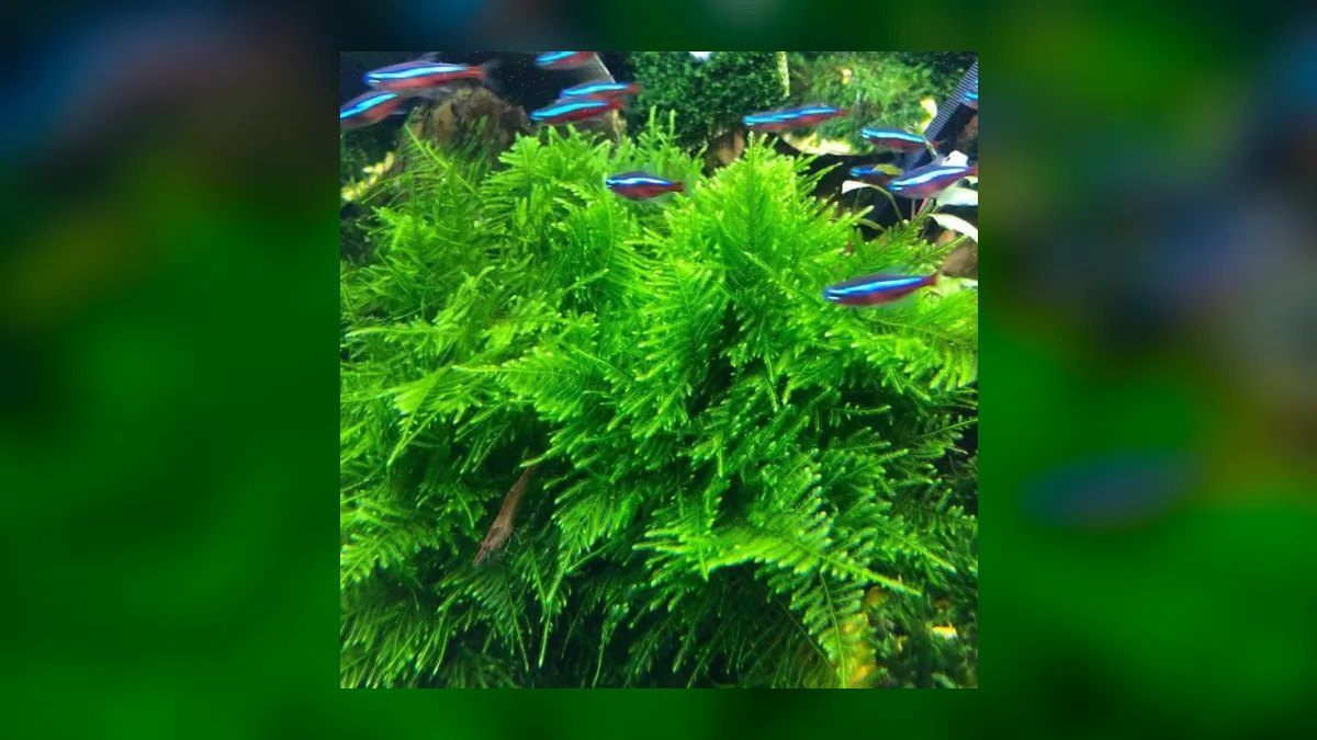Top 10 Aquarium Mosses for Carpeting in Low Light in 2027 — figure 8